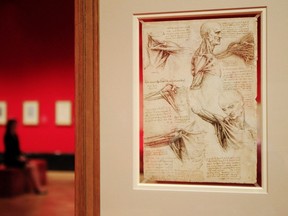 Leonardo da Vinci's drawing "the muscles of the shoulder, c1510-11" are pictured at the Queen's Gallery at Buckingham Palace in London April 30, 2012. (REUTERS/Luke MacGregor)