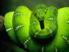 A file photo shows an emerald tree boa snake. (QMI Agency files)