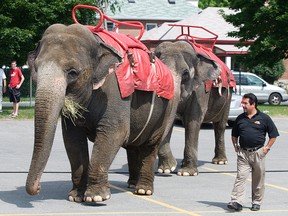 Legislation introduced at Queen's Park is designed to protect circus elephants, says Liberal MPP Lorenzo Berardinetti. (QMI Agency photo)