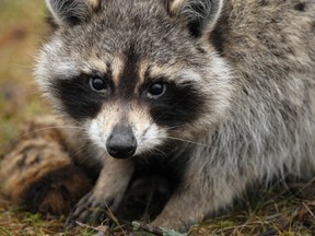 Like them or not raccoons are part of urban life. Here are some tips for keeping raccoons away from your home if you find them bothersome. (QMI Agency/Scott Wishart)