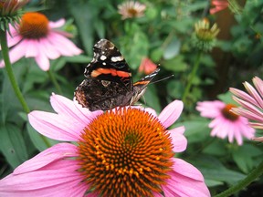 Scientists and enthusiasts have counted record-breaking numbers of butterflies, mainly red admirals, migrating into Eastern Canada this spring. It's believed to be due to the mild winter and early spring. (Handout/Jeremy Kerr)