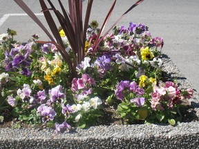 The Delhi and District Horticultural Society and the Delhi BIA are asking green thumbs to adopt one of 56 planters located in the downtown core, like this one found in front of the Hungarian Hall, as a part of the annual adopt a planter program.
SARAH DOKTOR Delhi News-Record