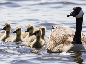 Baby Canada geese are cute, fluffy — and best left alone. (QMI AGENCY/File)