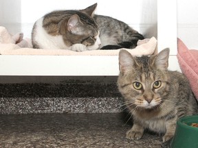 Cats seen at the Niagara Falls Humane Society. (QMI Agency)