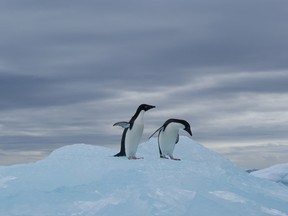 Researcher George Murray Levick was shocked by the behaviour of Adelie penguins. (Shutterstock)