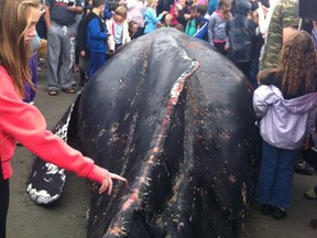 Hundreds of people flocked White Rock Beach in Vancouver to see a humpback whale that had beached itself. The whale unfortunately died on June 12, 2012. (RICHARD ZUSSMAN/QMI Agency)