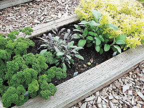 Herbs are easy to grow and taste great in food.