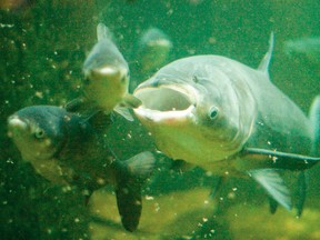 Geoff Peach, coastal resources manager with the Lake Huron Centre for Coastal Conservation, believes closing the Chicago Canal is the only way to stop Asian Carp from potentially reaching the Great Lakes (QMI Agency file photo)