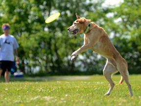 Images from this year?s Barks by the Bay at Centennial Park in Trenton.  EMILY MOUNTNE/TRENTONIAN/QMI AGENCY