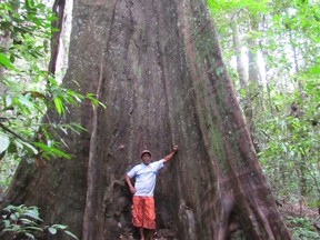Guide Cassius Williams stands at the base of a huge Mora tree in Guyana. (DIANE SLAWYCH PHOTO)