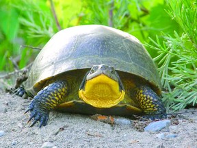 Blandings turtle