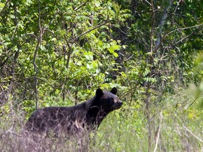 A file photo of a black bear.