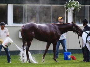 I'll Have Another is bathed after morning workouts while trainer Doug O'Neill looks on at Belmont Park in Elmont, N.Y., on June 8, 2012.  (Shannon Stapleton/Reuters)