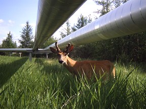 A deer stands under an Imperial pipeline in Cold Lake, Alberta. PHOTO SUPPLIED