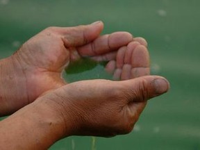 An example of blue-green algae.