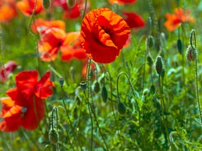 Another Afghan poppy blight could cause far-reaching effects in the global drug trade. (Shutterstock)