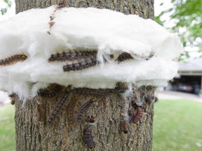 A resident's trap on an White Oak tree on Ashford Dr. is thick with caterpillars and larvae.  (Jack Boland/Toronto Sun)
