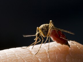 West Nile arrives