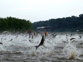 Asian carp.(QMI Agency file photo)