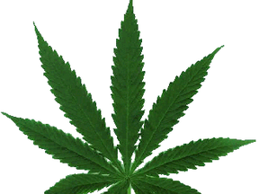 Marijuana leaf graphic