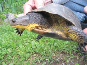 Blanding_s turtle