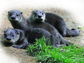North American river otters will be among the residents of Brockville's Aquatarium when the waterfront attraction opens in 2013.