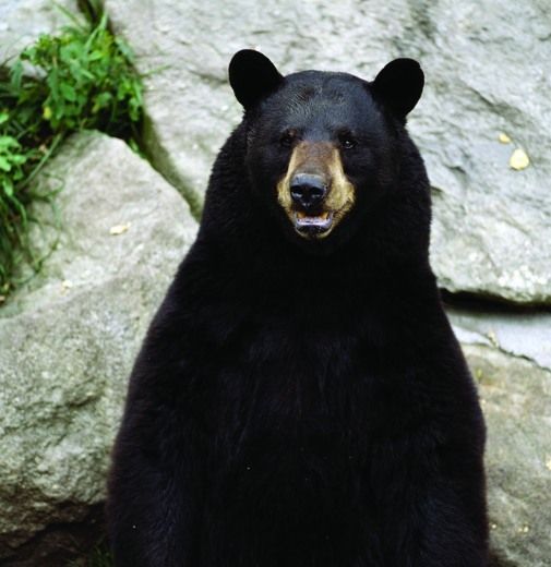 Bear attack victim says dogs saved her life Sault Star(01)