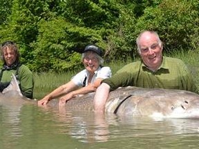 Michael and Margaret Snell, of Salisbury, England, caught this massive sturgeon while fishing in the Fraser River in B.C. on July 16, 2012. It measured 12 feet four inches and was estimated to weigh about 1,100 pounds. (Great River Fishing Adventures/HO)