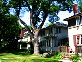 A 130-year-old tree in Wendy Land's Wolseley Avenue yard. It came down in February due to Dutch Elm disease. (COURTESY WENDY LAND)