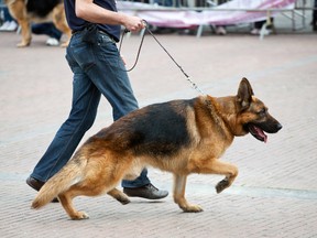 John Wade explains how to deal with a young German Shepherd who bites. (Fotolia)
