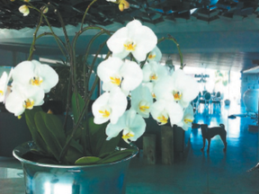 Treat yourself to fresh flowers, such as orchids, whose blooms last four to six weeks.