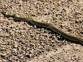 A very large rattlesnake crosses a road south of Manyberries, Alberta, on July 24, 2012.   MIKE DREW/QMI AGENCY