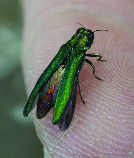 Ash borer eats other species | London Free Press