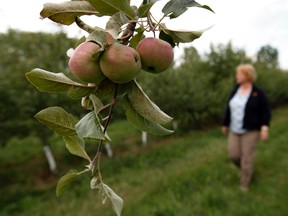 Mary Lynne Geddes takes a look at the apple crop at Harvest Moon Orchard Saturday, August 11, 2012. Apple crops are suffering due to an extended drought in the capital region. (QMI AGENCY/DARREN BROWN)
