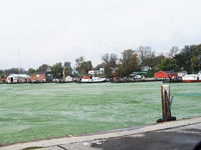 Blue-green algae. (QMI Agency files)