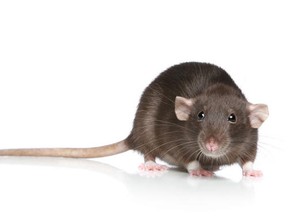 Rat death toll in Alberta infestation mounting