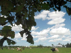 PERTH COUNTY SCENIC
SCOTT WISHART The Beacon Herald
Residents of Perth County, bovine and human alike, can look forward to another stretch of sunny warm weather over the next few days.