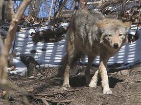 A coyote. (Postmedia Network files)