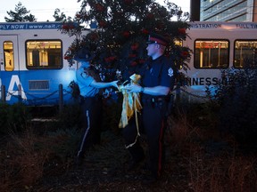 Police and transit investigators are on scene after a man was struck by an LRT train near 82 Avenue and 114 Avenue on Friday. Police at the scene said the man was taken to hospital with serious but non-life threatening injuries. (CODIE MCLACHLAN/EDMONTON SUN)