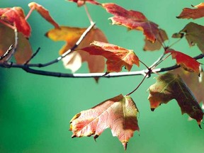 SO SOON?
SCOTT WISHART The Beacon Herald
Maple leaves turn crimson in the August sun east of the city Wednesday in a reminder of the waning days of summer and the coming of autumn.
