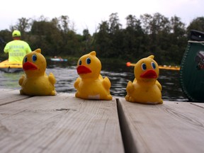 Ladies and gentlemen, here are your winners for the 2012 Alzheimer Society's rubber duck race! This year's race is set for Aug. 25 during the Great Canadian Kayak Challenge and Festival.