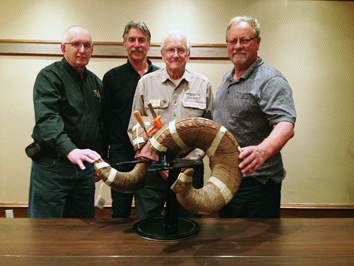 Record bighorn sheep