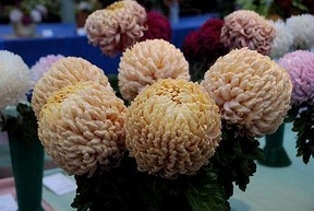 History and Meaning of Chrysanthemums - ProFlowers Blog
