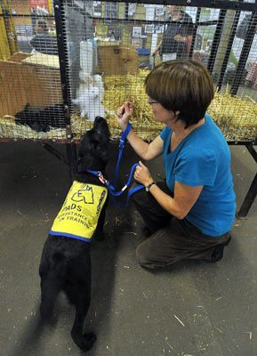 Curbing a dog's prey instinct at the PNE - how to stop your dog from ...