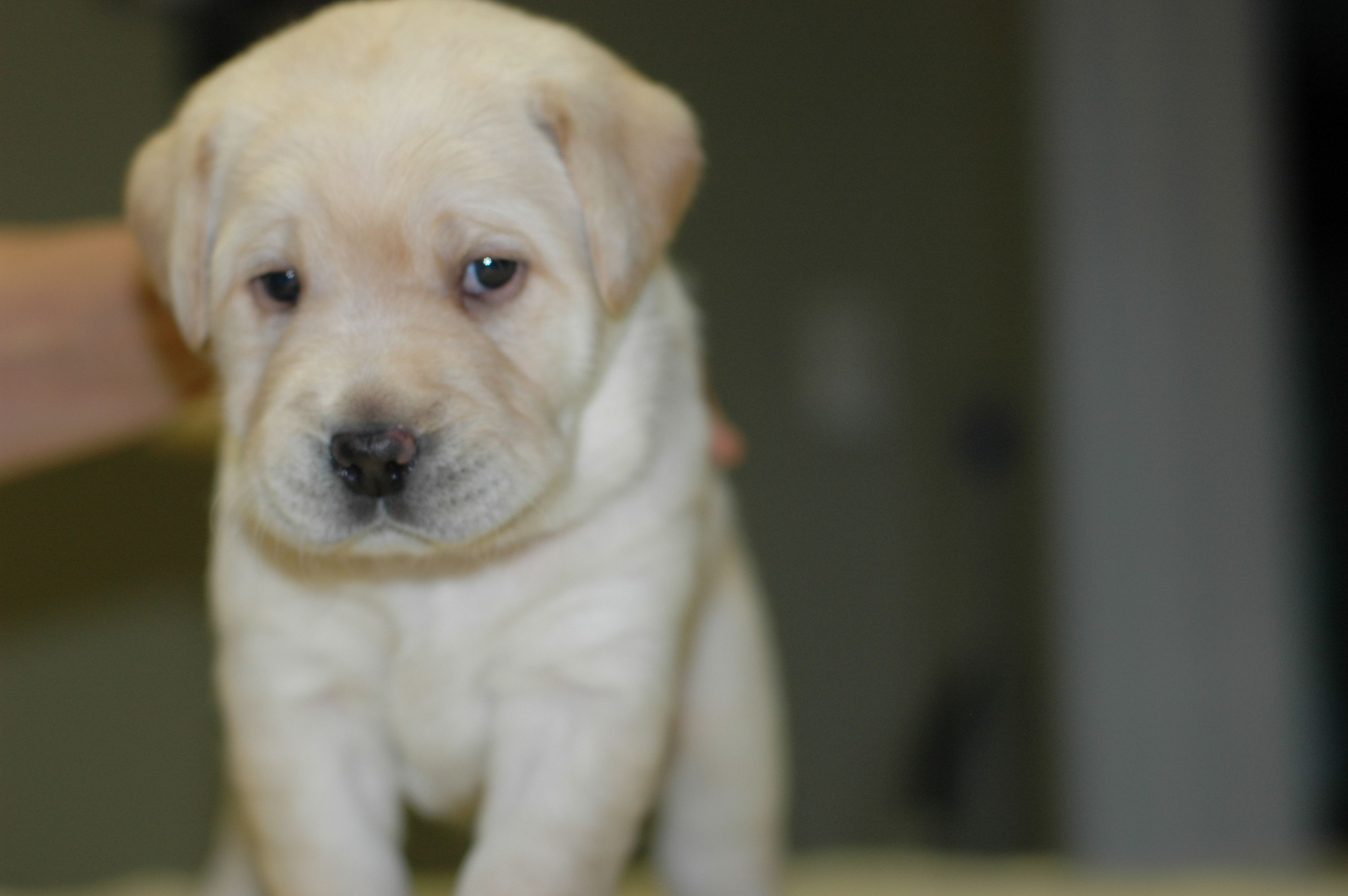 Chubby Puppies Lavender Labrador Motorized Dog NOT WORKING