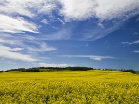 Canola field, Alberta. Photo credit: Ron Asp, Global Edmonton Ground Force, Global News