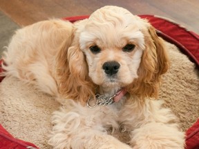 My new puppy wins in cocker spaniel contest