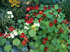 Mix of 'Copper Sunset' and 'Buttercream' nasturtium