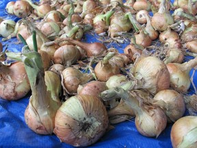 Dry your onions carefully and  enjoy them for many months to come.