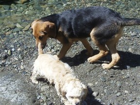 Two dogs socialize together in an off-leash area